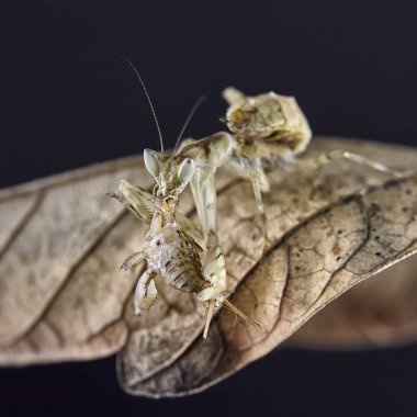 Peygamber devesi Creobroter gemmatus erkek döllenmiş. Makro