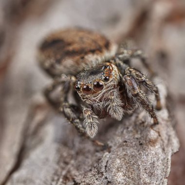 Aşırı büyütme - üzerindeki yaprak atlama örümcek. Makro