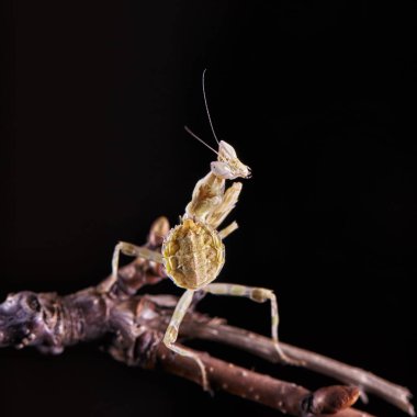 Peygamber devesi Creobroter gemmatus erkek döllenmiş. Makro