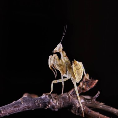 Peygamber devesi Creobroter gemmatus erkek döllenmiş. Makro