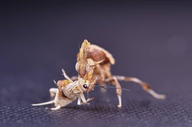 Hayalet Peygamber devesi Phyllocrania paradoxa - Afrika yırtıcı böcek. Makro