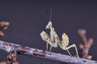 Peygamber devesi Creobroter gemmatus erkek döllenmiş. Makro