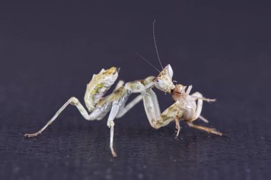 Peygamber devesi Creobroter gemmatus erkek döllenmiş. Makro