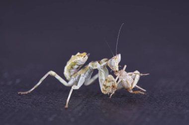 Peygamber devesi Creobroter gemmatus döllenmiş dişi