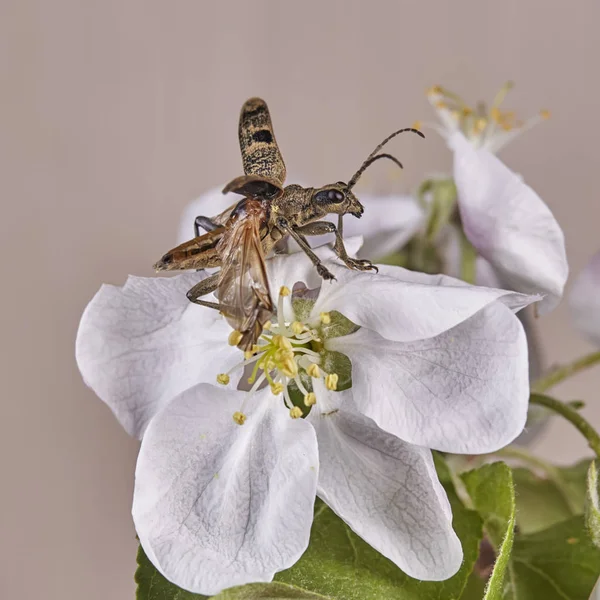 Die Schwarzfleckige Zange Stützt Käfer Rhagium Mordax Makro — Stockfoto