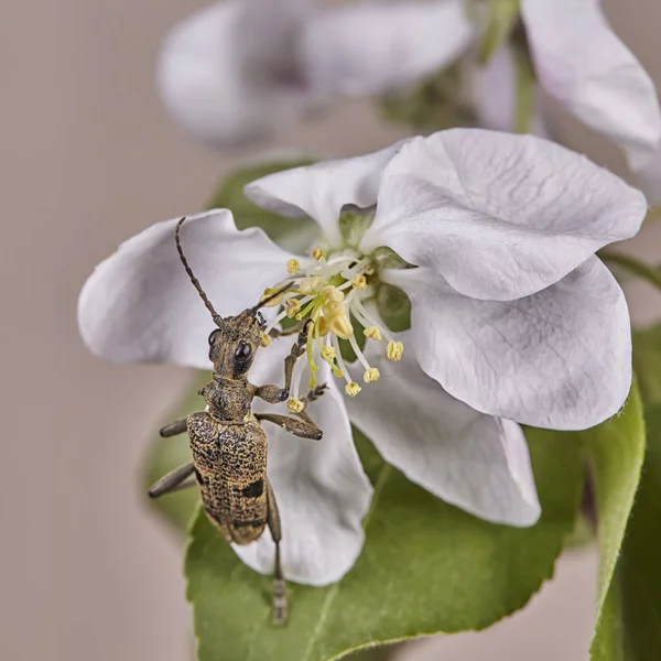 Черные Плоскогубцы Поддерживают Жука Rhagium Mordax Макро — стоковое фото