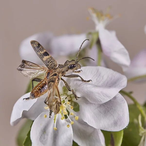 Die Schwarzfleckige Zange Stützt Käfer Rhagium Mordax Makro — Stockfoto