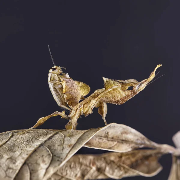 Hayalet Peygamber devesi Phyllocrania paradoxa - Afrika yırtıcı böcek. Makro