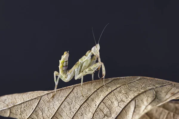 Kudlanka Nábožná Creobroter Gemmatus Oplodněné Samice Makro — Stock fotografie