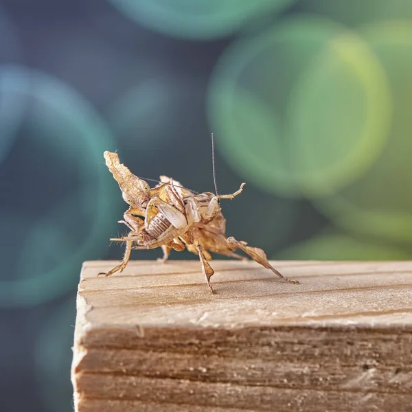 Призрачный Богомол Phyllocrania Paradoxa Африканское Хищное Насекомое Макро — стоковое фото