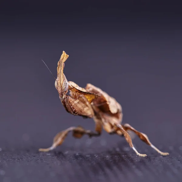 Призрачный Богомол Phyllocrania Paradoxa Африканское Хищное Насекомое Макро — стоковое фото