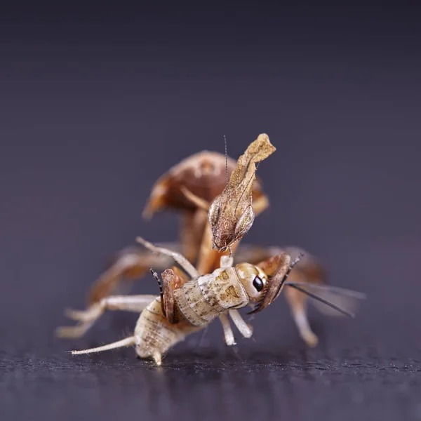 Ghost Mantis Phyllocrania Paradoxa African Predatory Insect Macro — Stock Photo, Image