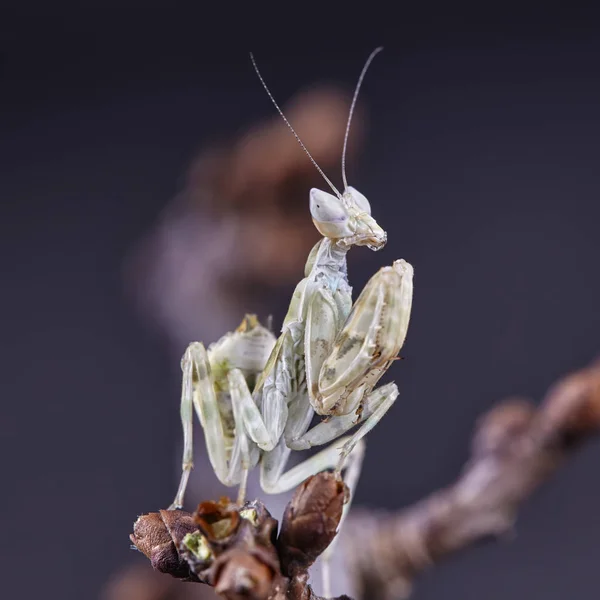 Mantis Creobroter Gemmatus Fertilizó Hembra Macro — Foto de Stock