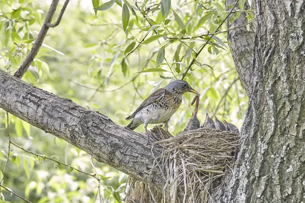 Fledgling Chicks Song Thrush Sitting Nest Life Nest Chicks Wild — Stock Photo, Image