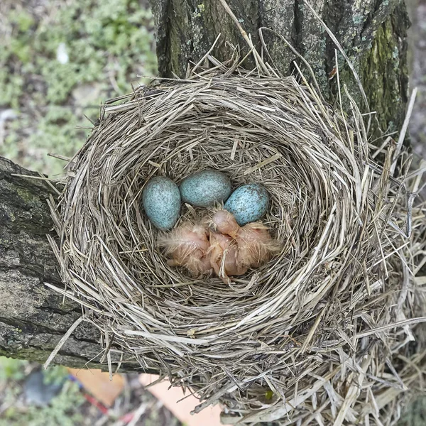 Fledgling Chicks Song Thrush Sitting Nest Life Nest Chicks Wild — Stock Photo, Image