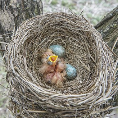 Yavru kuş kızlar şarkı ardıç kuşu yuva, hayat yuva vahşi civciv ile oturuyor. Yuva Ağaç üzerinde.