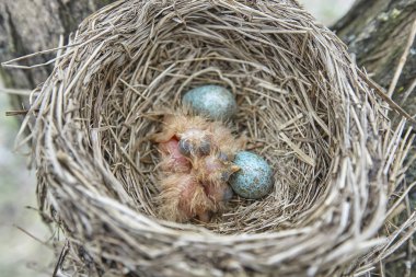 Yavru kuş kızlar şarkı ardıç kuşu yuva, hayat yuva vahşi civciv ile oturuyor. Yuva Ağaç üzerinde.