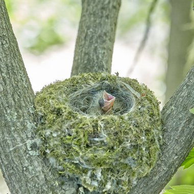 The nest of the common finch, Fringilla coelebs, with eggs. Nest on the tree. clipart