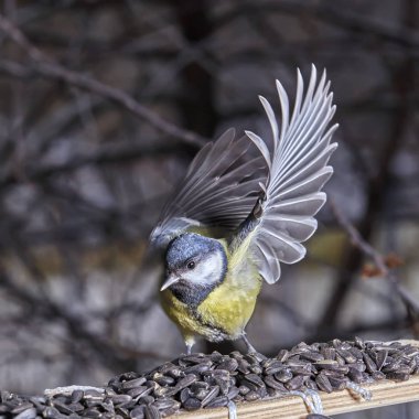 Büyük baştankara parus büyük uçan dondur. Büyük kanat
