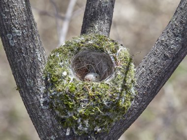 Ortak finch, yumurta ile Fringilla coelebs yuvası. Yuva Ağaç üzerinde.