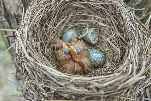 Fledgling Chicks Song Thrush Sitting Nest Life Nest Chicks Wild — Stock Photo, Image