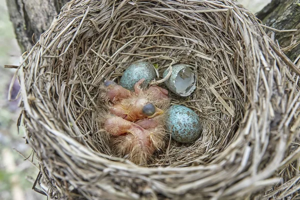 Fledgling Chicks Song Thrush Sitting Nest Life Nest Chicks Wild — Stock Photo, Image