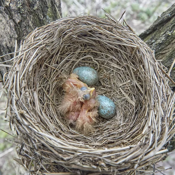 Fledgling Chicks Song Thrush Sitting Nest Life Nest Chicks Wild — Stock Photo, Image