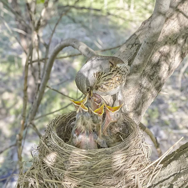 Fledgling Chicks Song Thrush Sitting Nest Life Nest Chicks Wild — Stock Photo, Image