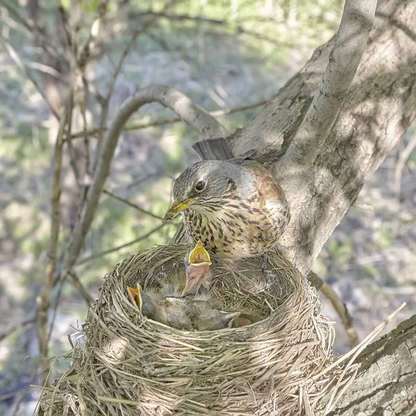 Fledgling Chicks Song Thrush Sitting Nest Life Nest Chicks Wild — Stock Photo, Image