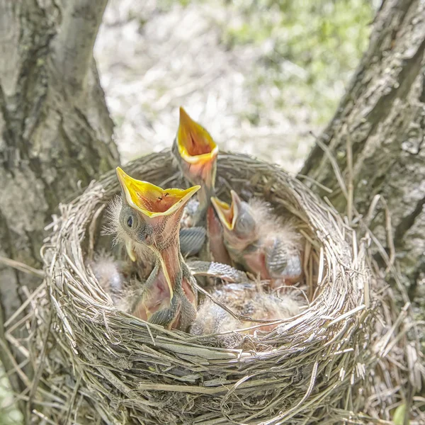 Fledgling Chicks Song Thrush Sitting Nest Life Nest Chicks Wild — Stock Photo, Image