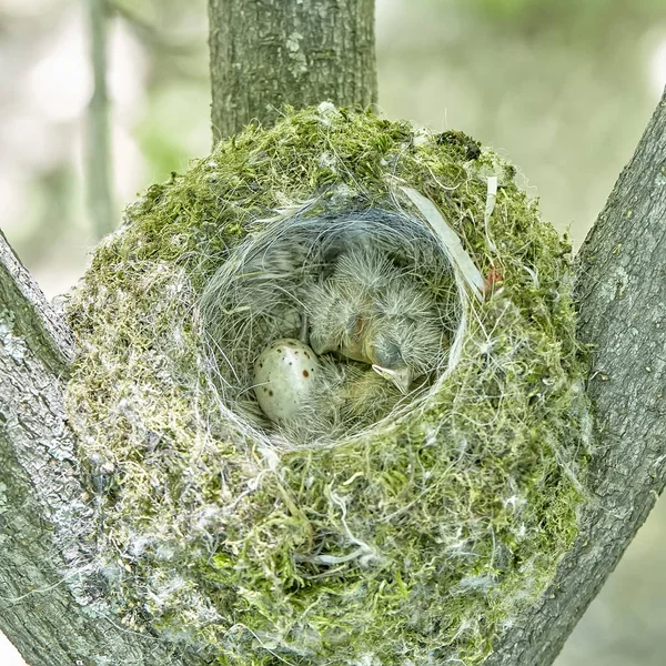 Nest Common Finch Fringilla Coelebs Eggs Nest Tree — Stock Photo, Image