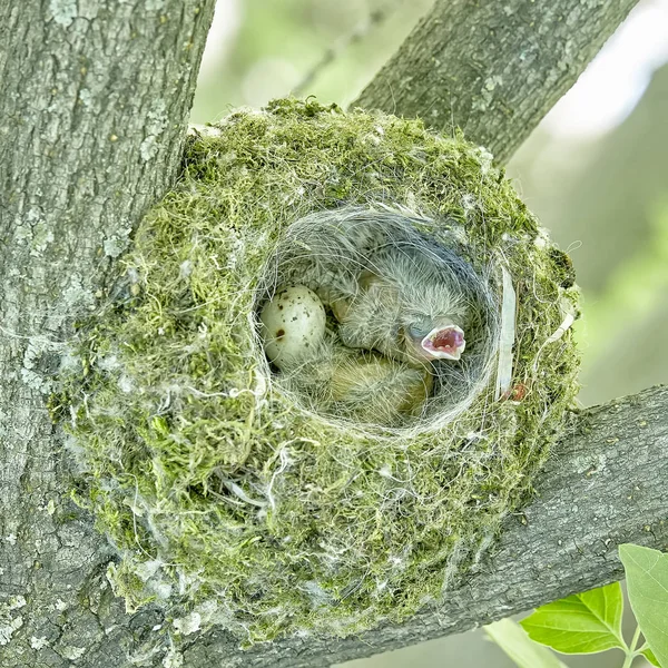 Nest Common Finch Fringilla Coelebs Eggs Nest Tree — Stock Photo, Image