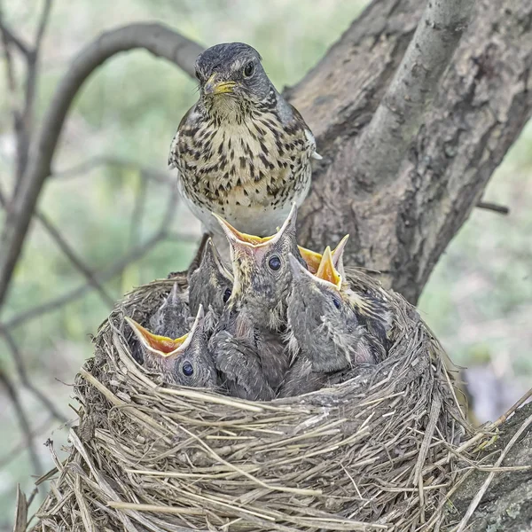 Poussins Naissants Grive Chantée Assise Dans Nid Nid Vie Avec — Photo