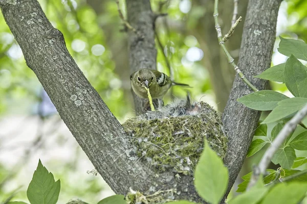 Nest Common Finch Fringilla Coelebs Eggs Nest Tree — Stock Photo, Image
