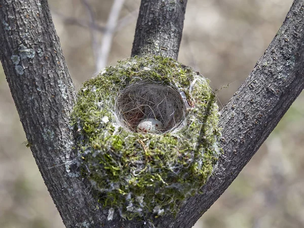 Nido Del Pinzón Común Fringilla Coelebs Con Huevos Nido Árbol — Foto de Stock