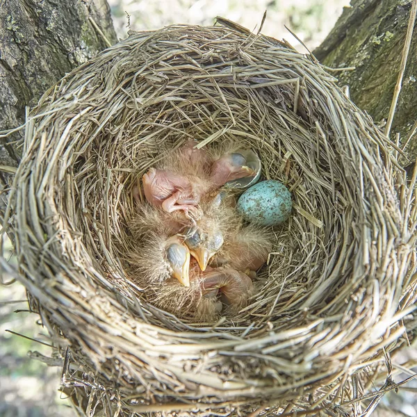 Poussins Naissants Grive Chantée Assise Dans Nid Nid Vie Avec — Photo