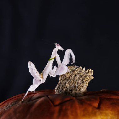 Cadılar Bayramı Balkabağı ve siyah arka plan üzerine Peygamber devesi. Makro