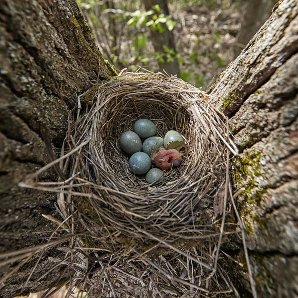 Little Newborn Baby Bird Song Thrush Turdus Philomelos Beak Wide — Stock Photo, Image