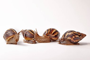Salyangoz Achatina fulica beyaz arka plan üzerinde. Mizah fotoğraf