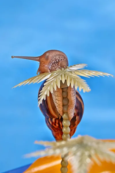 Snigel Achatina Fulica Blå Bakgrund Humor Foto — Stockfoto