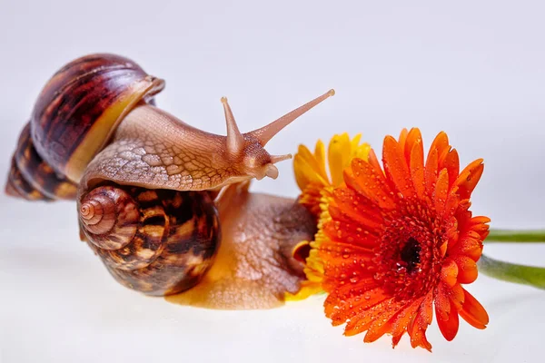 Caracol Gigante Achatina Flor Ampollas Sobre Fondo Blanco Concepto Medicina —  Fotos de Stock