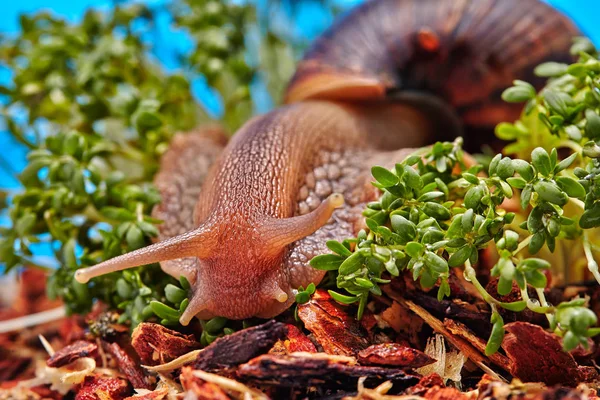 Caracol Gigante Africano Sobre Hierba Verde Macro Humor Foto —  Fotos de Stock