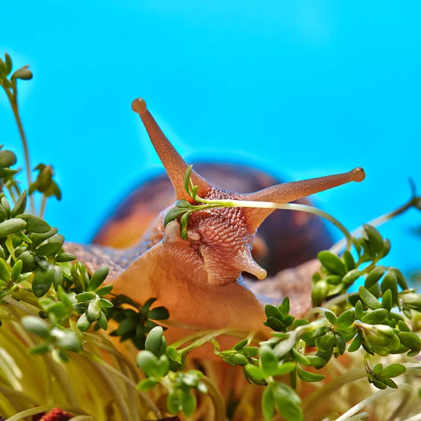 Caracol Gigante Africano Sobre Hierba Verde Macro Humor Foto —  Fotos de Stock