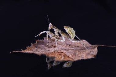 Peygamber devesi Creobroter gemmatus erkek döllenmiş. Makro fotoğraf
