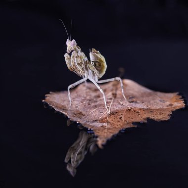 Peygamber devesi Creobroter gemmatus erkek döllenmiş. Makro fotoğraf