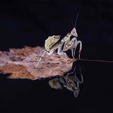 Peygamber devesi Creobroter gemmatus erkek döllenmiş. Makro fotoğraf