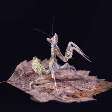 Peygamber devesi Creobroter gemmatus erkek döllenmiş. Makro fotoğraf
