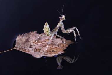 Peygamber devesi Creobroter gemmatus erkek döllenmiş. Makro fotoğraf
