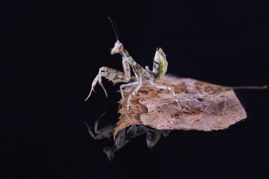 Peygamber devesi Creobroter gemmatus erkek döllenmiş. Makro fotoğraf