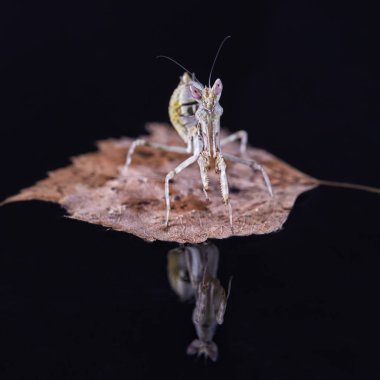 Peygamber devesi Creobroter gemmatus erkek döllenmiş. Makro fotoğraf